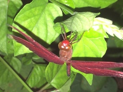 Neurothemis manadensis
