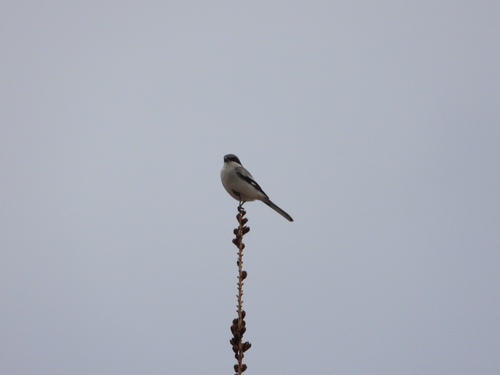 iNaturalist observation 2023-11-27