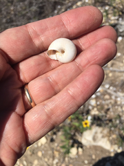 Helminthoglypta traskii