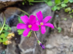 Sand Oxalis (Oxalis arenaria)