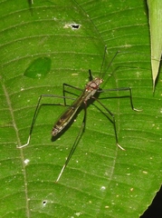 Colobathristidae
