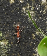 Pseudomyrmex termitarius