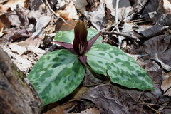 Trillium reliquum