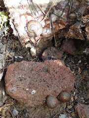 Xerarionta intercisa