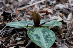 Trillium reliquum