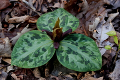 Trillium reliquum