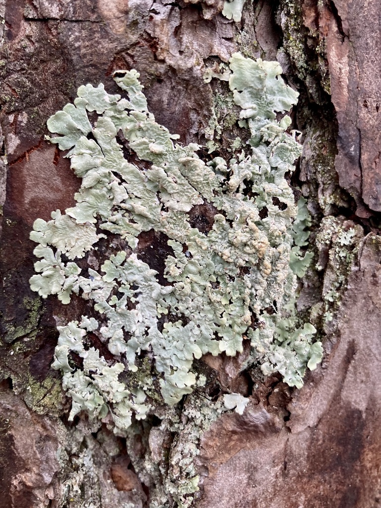 common greenshield lichen from Oxford St, Greenville, SC, US on ...