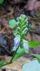 Rungia chinensis, photograph (c) Cheng-Te Hsu, some rights reserved (CC BY)