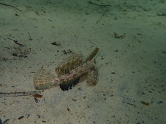 Dactylopus dactylopus