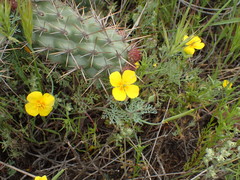 Eschscholzia ramosa