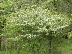 Crataegus reverchonii