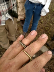 Tropidoclonion lineatum