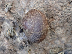 Xerarionta intercisa