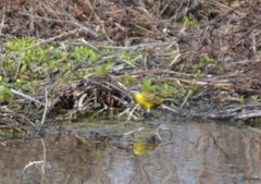 Motacilla flava cinereocapilla