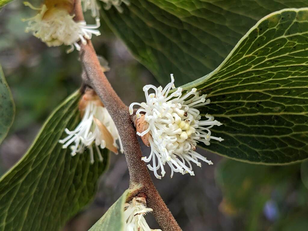 Hakea elliptica