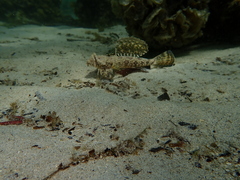 Dactylopus dactylopus