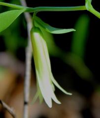 Uvularia floridana