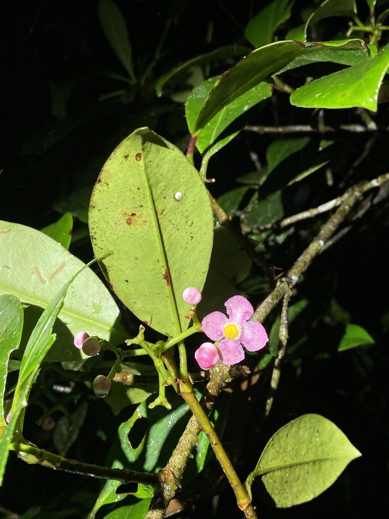 attorney trees from Mera, Pastaza, EC on December 6, 2023 at 08:40 PM ...