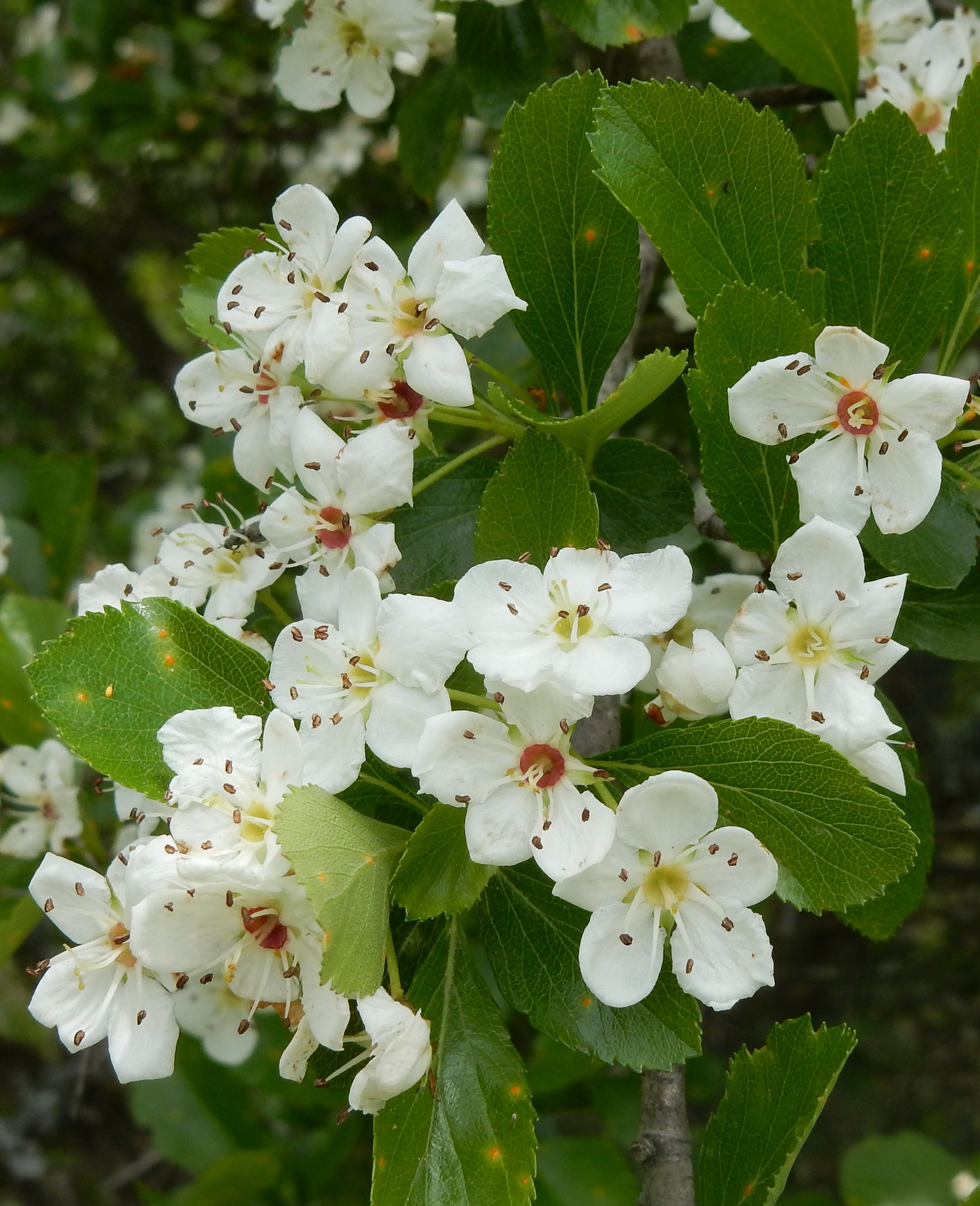 Crataegus reverchonii