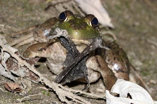 American Bullfrog photographed in Massachusetts