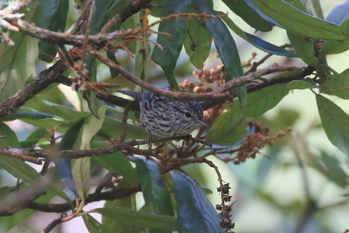 Arrowhead Warbler (Setophaga pharetra), photo 2
