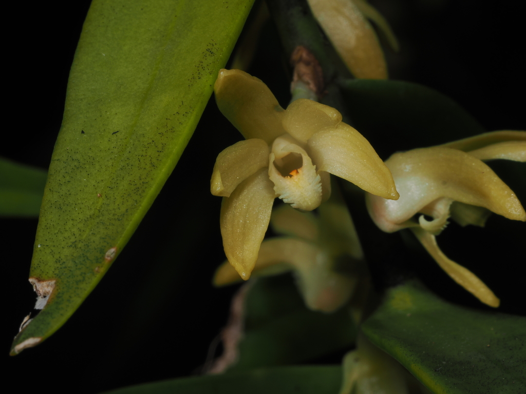 Dendrobium crassifolium Schltr.
