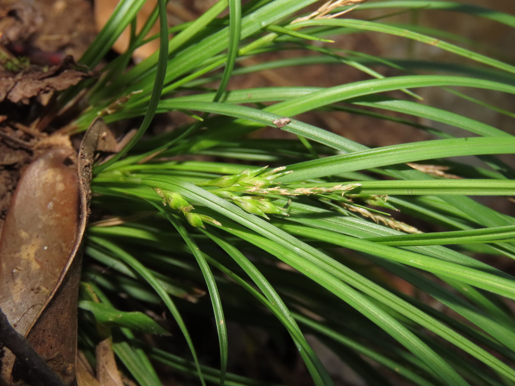 Carex rhynchachaenium (Carex rhynchachaenium)