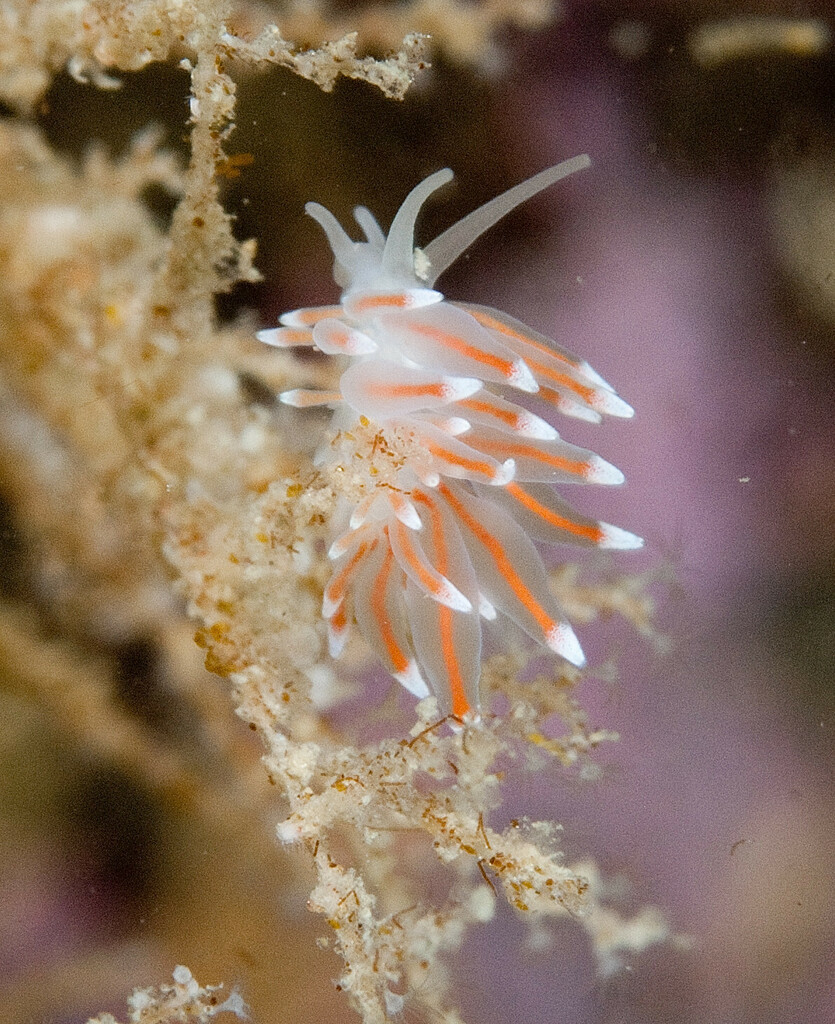Corruptobranchus
