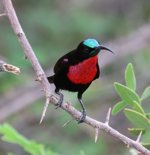 scarlet-chested sunbird (Chalcomitra senegalensis)