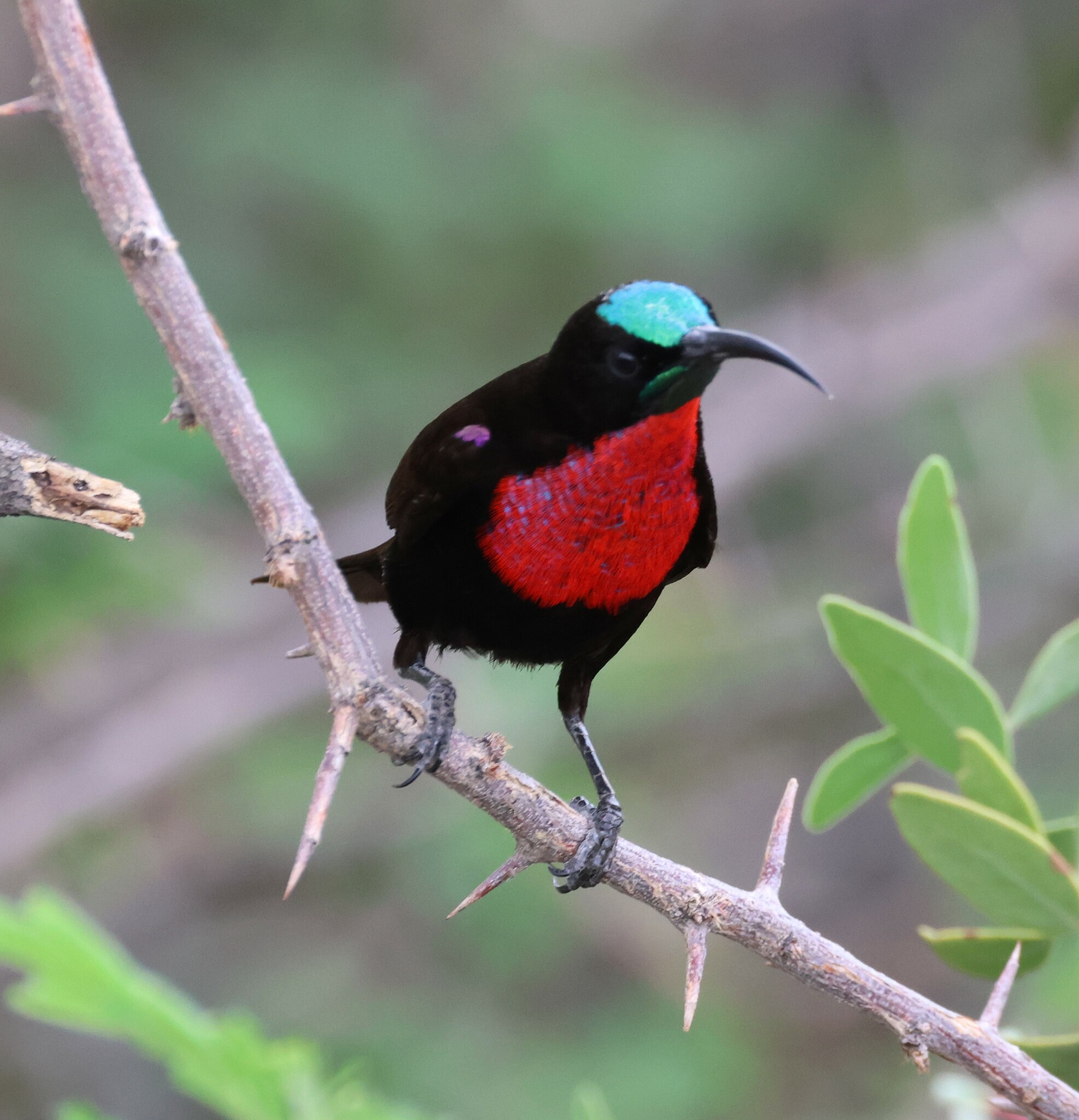 Scarlet-chested Sunbird illustration