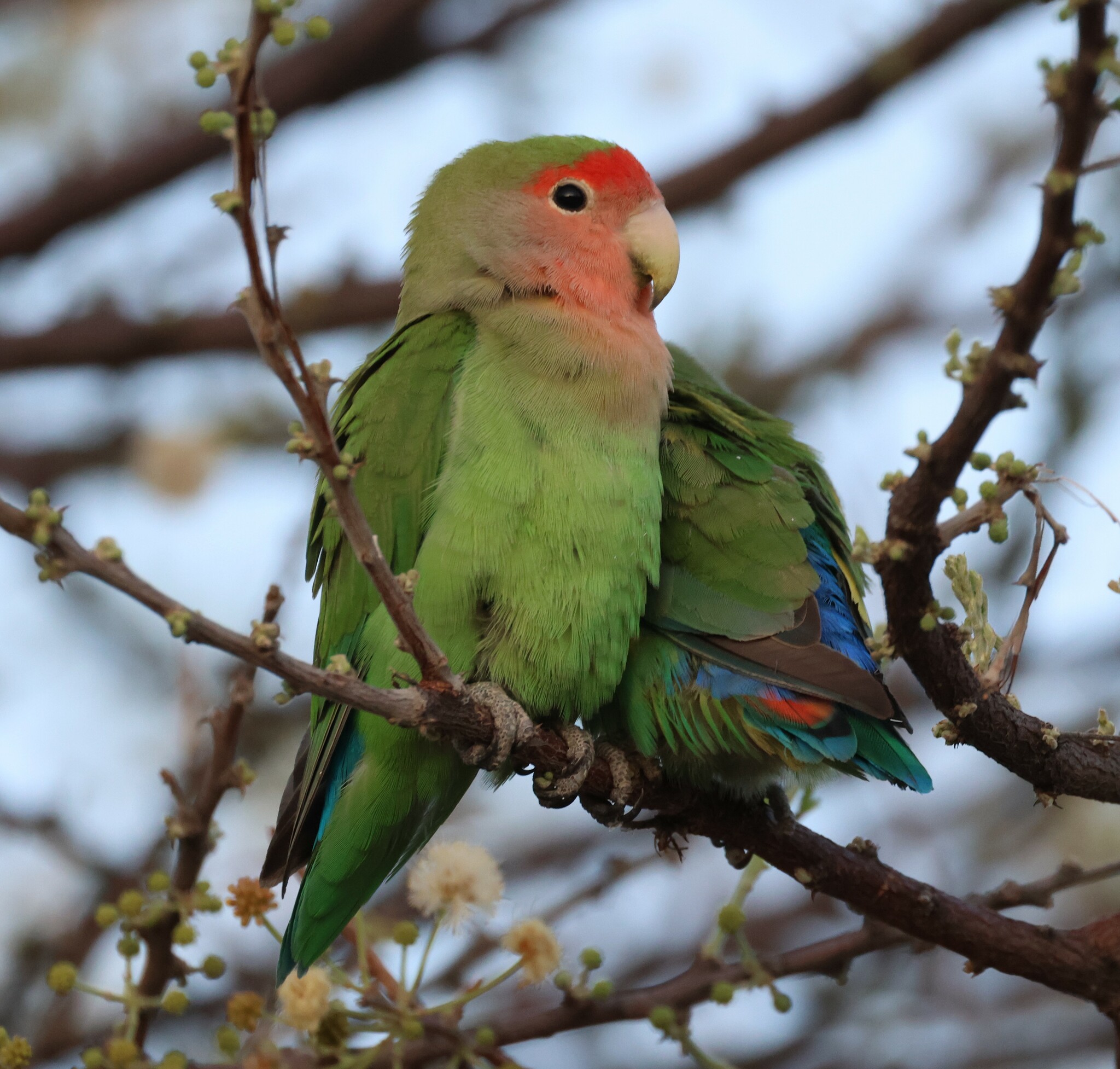 Rosy-faced Lovebird