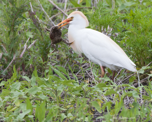 Western Cattle-Egret photographed in Oklahoma