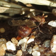 Diacrita costalis