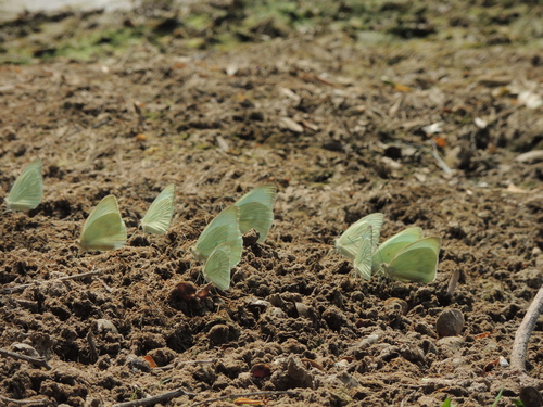Photo of Great Southern White (Ascia monuste)
