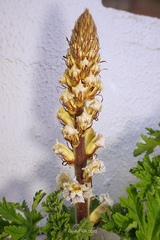 Orobanche crenata