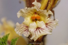 Orobanche crenata