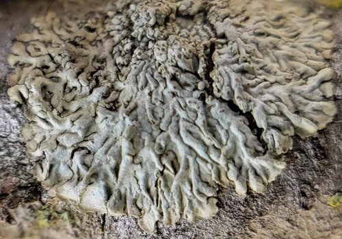 Smooth Shadow-crust Lichen