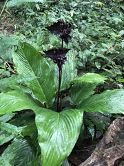 Tacca