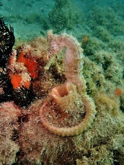 Hippocampus subelongatus
