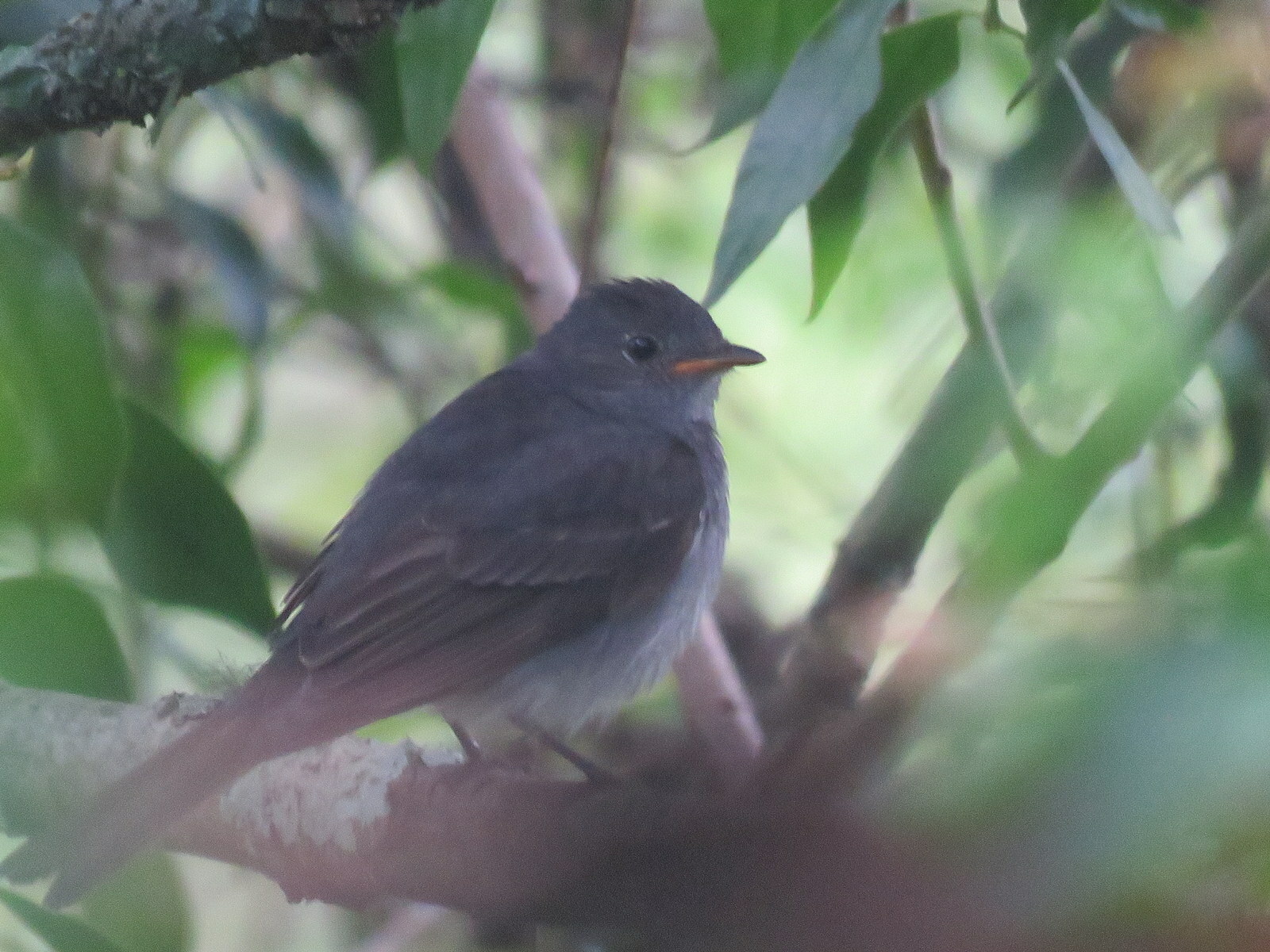 Slaty Elaenia (Elaenia strepera), photo 7