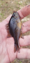 Lepomis marginatus