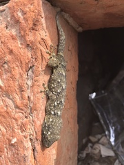 Tarentola mauritanica