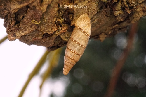 Cliveden Snail