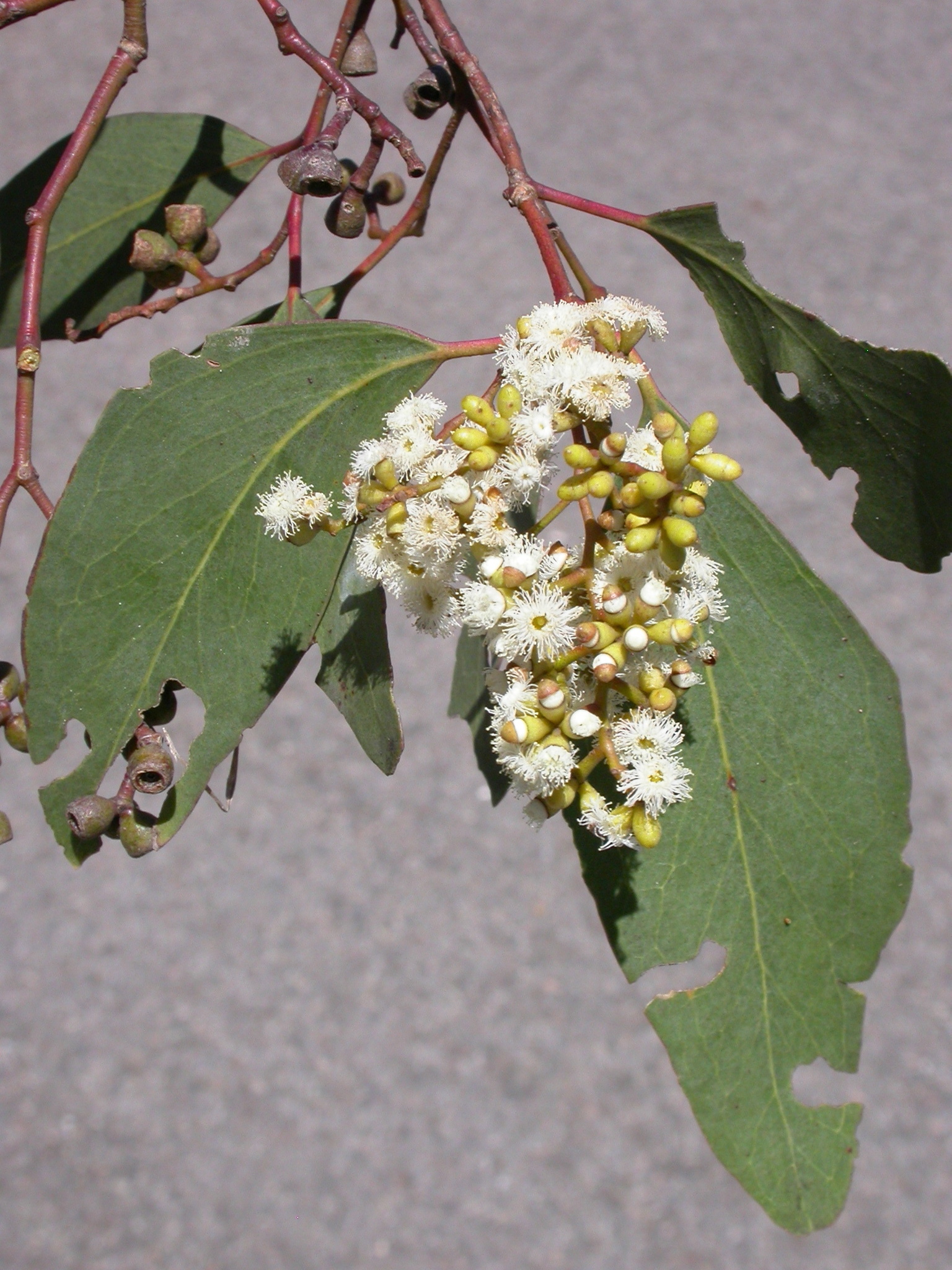 Eucalyptus behriana