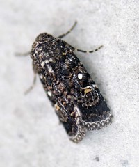 Proteuxoa coelenoptera