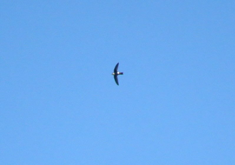 White-tipped Swift