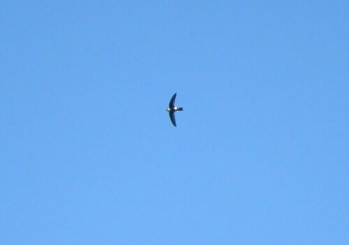 White-tipped Swift
