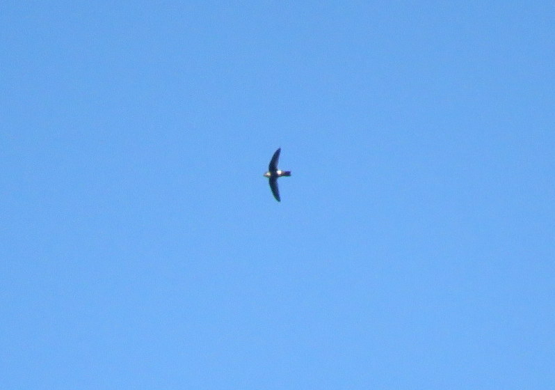 White-tipped Swift (Aeronautes montivagus), photo 10