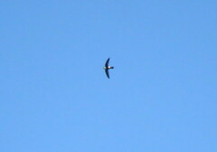 White-Tipped Swift photo 4