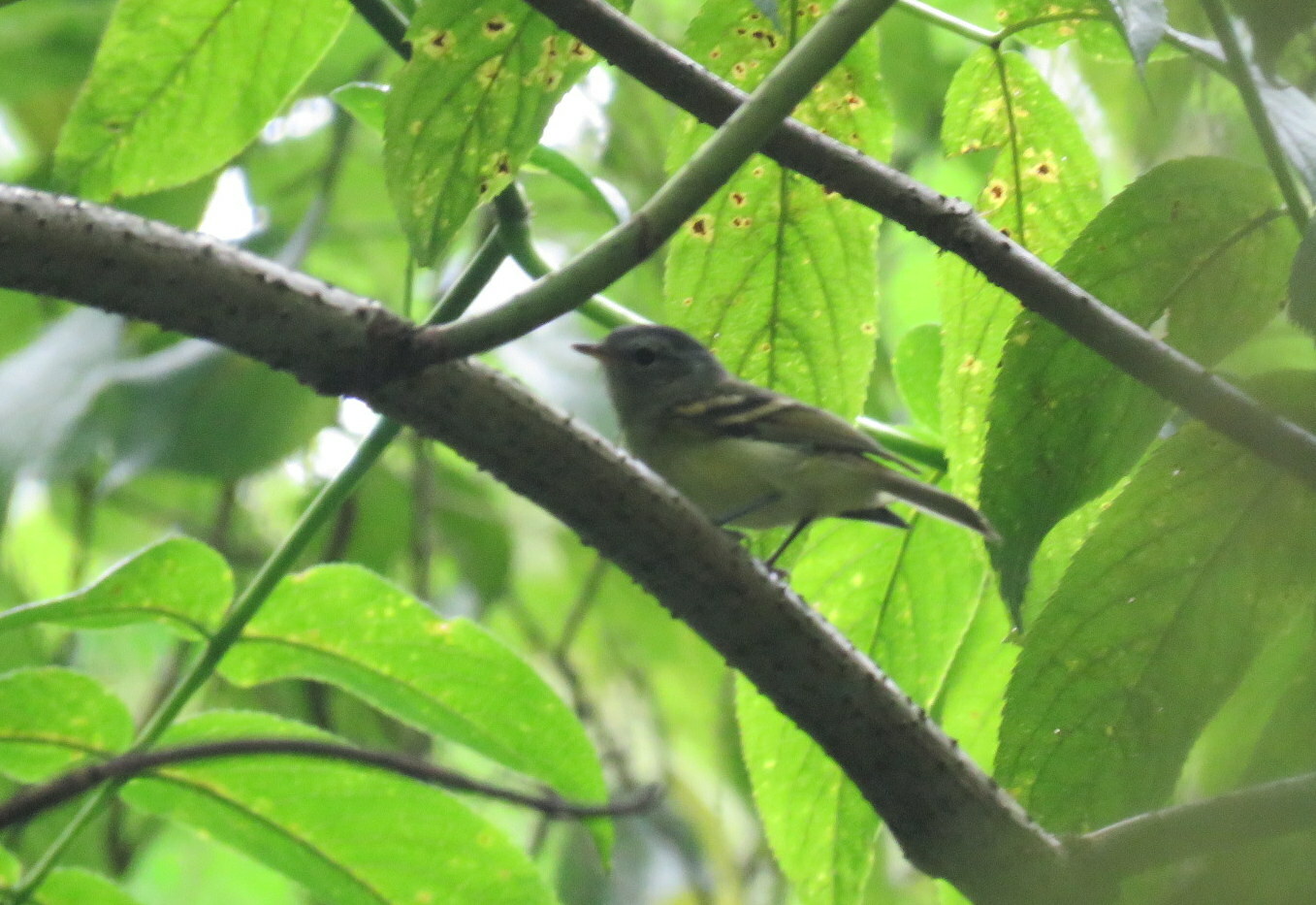 Buff-banded Tyrannulet (Mecocerculus hellmayri), photo 2